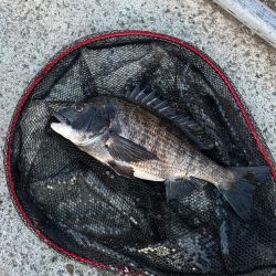 乗っ込みヘチ釣り