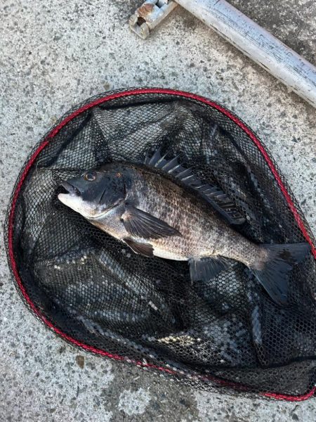 乗っ込みヘチ釣り