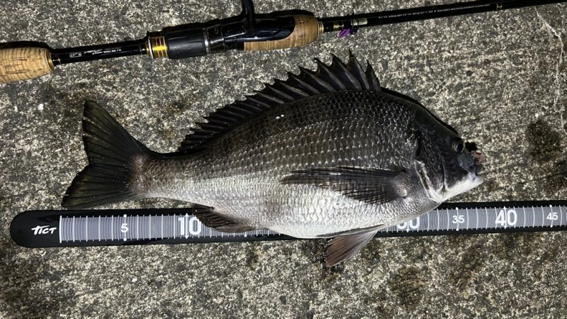 テンションフォール