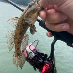 ライトゲーム五目　in養老