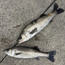 デカアジ釣れました