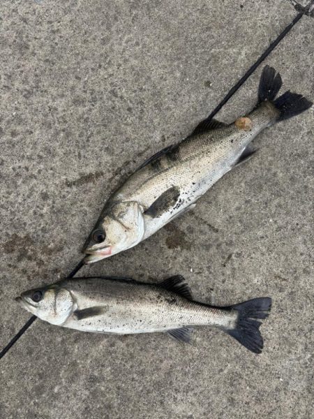 デカアジ釣れました