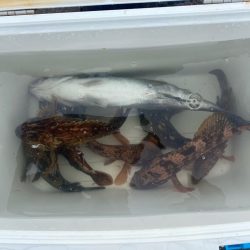 久しぶりのシーバスとキジハタ