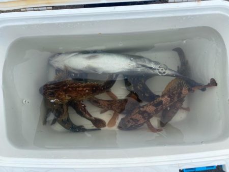 久しぶりのシーバスとキジハタ