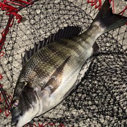 ヘチってきました