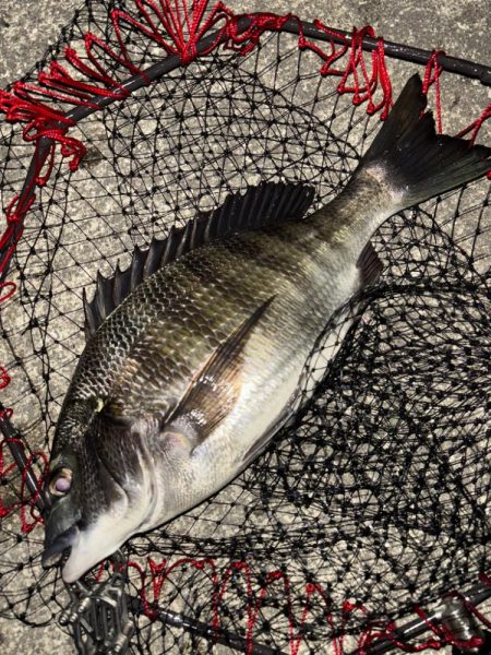 ヘチってきました