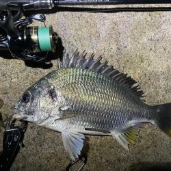 淀川ブリームゲーム