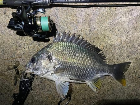 淀川ブリームゲーム