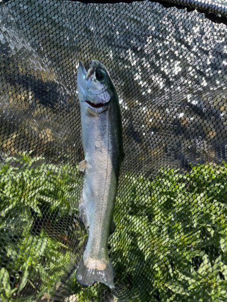 高島の泉でのんびり釣り🎣