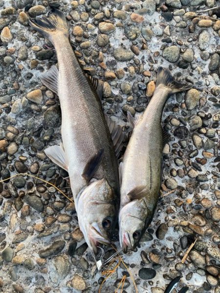 ランカーシーバスをゲット