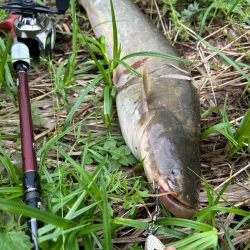 ナマズandコイ！