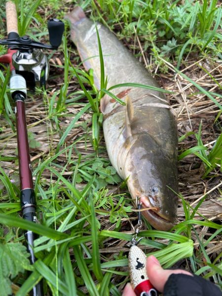 ナマズandコイ！