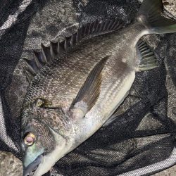 ヘチってきました