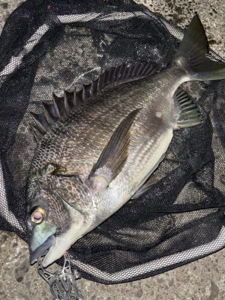 ヘチってきました