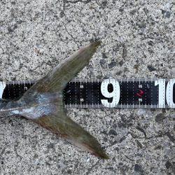 ショアプラッキング