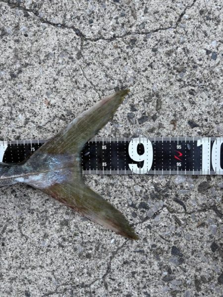 ショアプラッキング