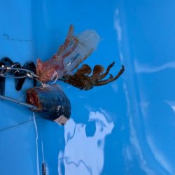 鋸南沖、トラフグ