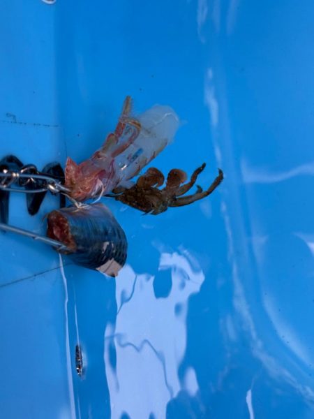 鋸南沖、トラフグ