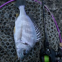 今日もチニング！