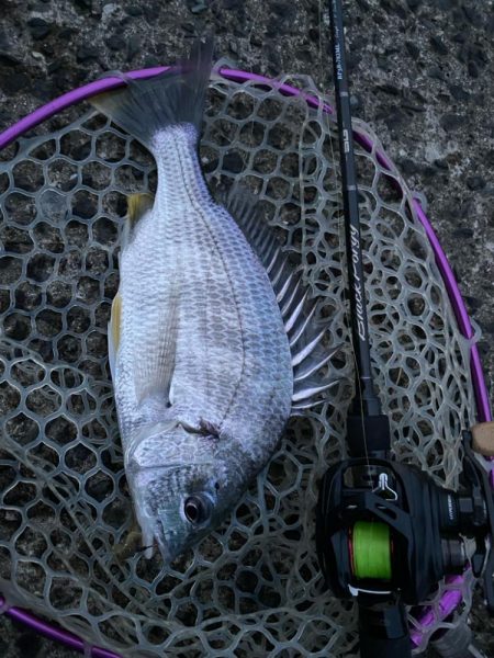 今日もチニング！