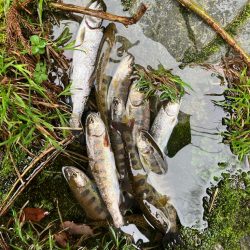 桜前線到達前、降雨前線通過