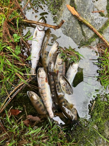 桜前線到達前、降雨前線通過