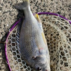 キビレ見つけた！