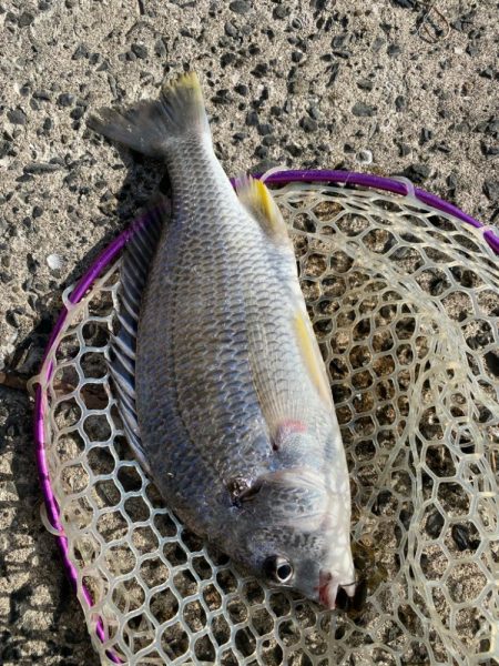 キビレ見つけた！