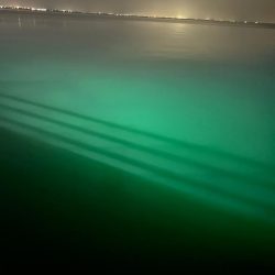 ケンサキイカ🦑