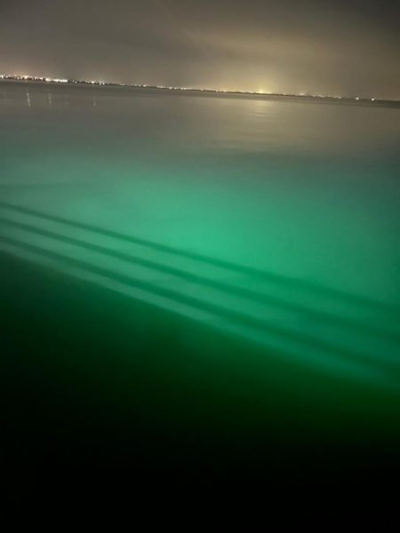 ケンサキイカ🦑