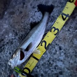 バチ抜け調査便 in 岸和田一文字2回目