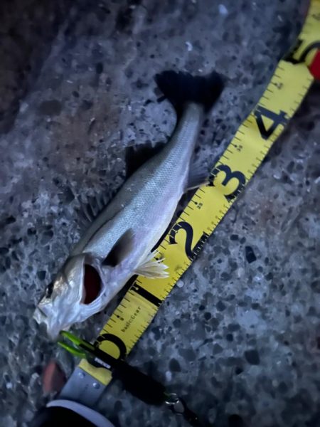 バチ抜け調査便 in 岸和田一文字2回目