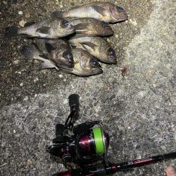 釣れたら楽しいね