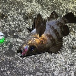 姫路メバリング｜渋いなりにアタリは多かった