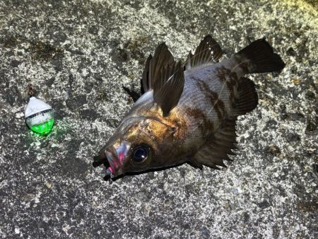 姫路メバリング｜渋いなりにアタリは多かった