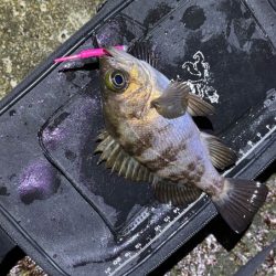 姫路メバリング｜短い時合いに好反応！