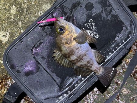 姫路メバリング｜短い時合いに好反応！