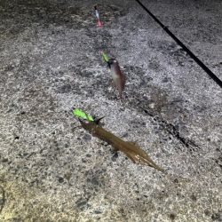 ヤリイカのウキ釣り｜大きな群れが入り遂に大爆釣！