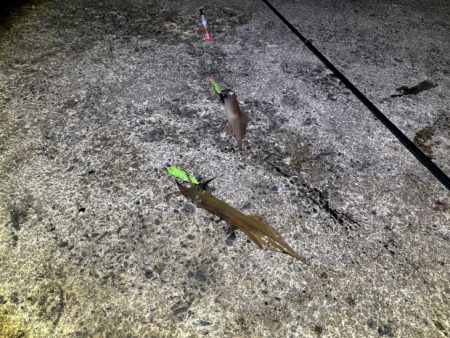 ヤリイカのウキ釣り｜大きな群れが入り遂に大爆釣！