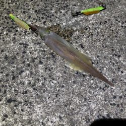 ヤリイカのウキ釣り｜大きな群れが入り遂に大爆釣！