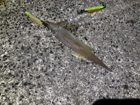 ヤリイカのウキ釣り｜大きな群れが入り遂に大爆釣！