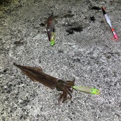 ヤリイカの群れ入り待ちが長い！