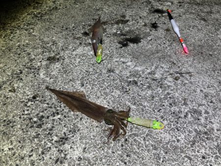 ヤリイカの群れ入り待ちが長い！