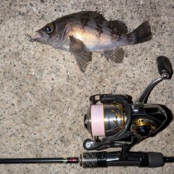 花冷えメバリング