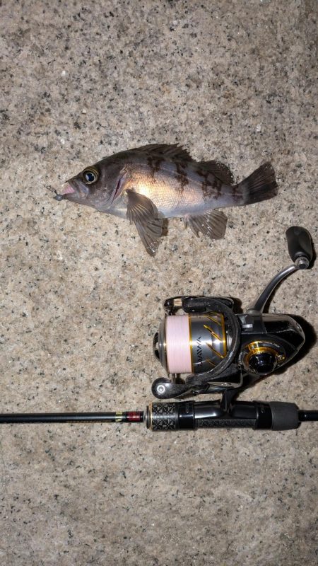 花冷えメバリング