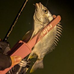 福田漁港ナイトライトゲーム