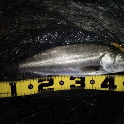 マニックスローが効いた？