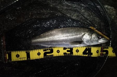 マニックスローが効いた？