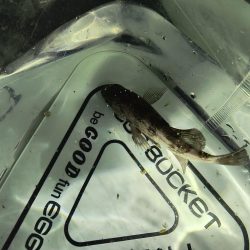 新しいロッドで初釣行☆