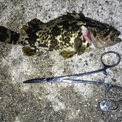 雨降れど水も滴る良いおチヌ